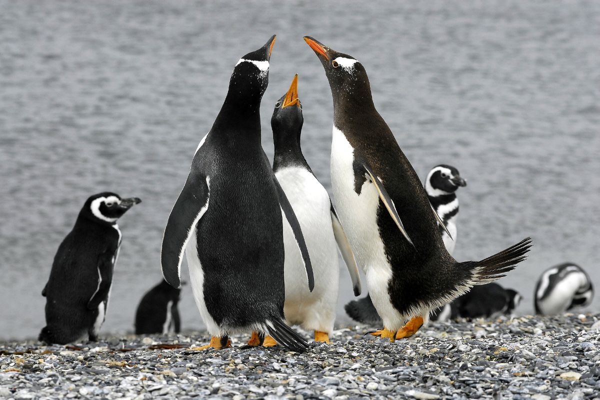 grupo de pingüinos - terramar